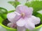 Violet blooms pink. A blooming indoor flower