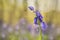 Violet-blue; Common Bluebell, Bluebell, Hyacinthoides non-scripta flower