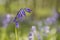 Violet-blue; Common Bluebell, Bluebell, Hyacinthoides non-scripta flower