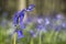 Violet-blue; Common Bluebell, Bluebell, Hyacinthoides non-scripta flower