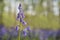 Violet-blue; Common Bluebell, Bluebell, Hyacinthoides non-scripta flower