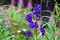 Violet blue flowers Aconitum  aconite, monkshood, wolf`s bane, leopard`s bane, mousebane, queen of all poisons, blue rocket,