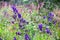 Violet blue flowers Aconitum  aconite, monkshood, wolf`s bane, leopard`s bane, mousebane, queen of all poisons, blue rocket,