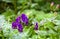 Violet-blue flowers Aconitum known as aconite, monkshood, wolf`s bane, leopard`s bane, mousebane, queen of all poisons