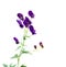 Violet-blue flowers Aconitum known as aconite, monkshood, wolf`s bane, leopard`s bane, mousebane, queen of all poisons