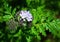 Violet blue flowers Phacelia tanacetifolia