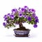 Violet Bonsai Plant In Metal Pot - High-key Lighting - Flower Power