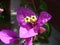 Violet bougainvillea flower. Bright saturated color