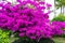 Violet bougainvillea flower. Bright saturated color close up