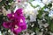 Violet bougainvillea, Touch of spring
