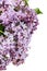 Violet bouquet of lilac