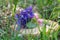 Violet Bouquet on a stump. Macro detail of Viola flower.