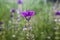 Violet bracts of annual clary