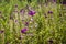 Violet bracts of annual clary