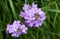 Violet branch of flowers of Sweet Dames rocket Dame`s violet, Hesperis matronalis on the background of bright green grass. Lila