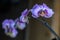 Violet branch orchid flowers, Dark background.