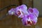 violet branch orchid flowers, Dark background.