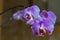 violet branch orchid flowers, Dark background.