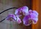 violet branch orchid flowers, Dark background.