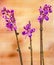 Violet branch orchid flowers, Orchidaceae, Phalaenopsis known as the Moth Orchid.