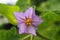 Violet Brazilian Potato Tree