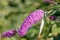 Violet Buddleja flower closeup on a sunny day