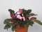 A violet Bush in a flower pot with pink printed flowers.House plant