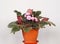 A violet Bush in a flower pot with pink printed flowers.House plant