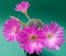 Violet cactus blossom