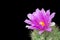 Violet Cactus Flower