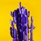 Violet cactus on yellow background. Creative design