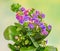 Violet Calandiva flowers, Kalanchoe, family Crassulaceae, close up, green background