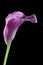 Violet calla Lilly flower