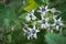 Violet calotropis procera flower,white purple also known as crown flower `Widuri`, `Biduri` are beautiful blooming in the backyard