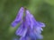 Violet Campanula flower close up side view