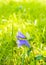 Violet Campanula trachelium or bellflower flower in grass