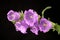 Violet campanula with water drops