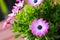 Violet Cape daisy with purple center