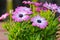 Violet Cape daisy with purple center