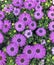 Violet Cape Marguerite Daisies in a field