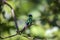 Violet-capped woodnymph, Folha Seca, Brazil