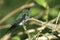 Violet-capped woodnymph, hummingbird of Brazil