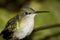 Violet-capped woodnymph hummingbird portrait