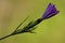 violet carnation wild sylvestris