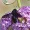 Violet carpenter bee