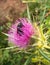 Violet Carpenter Bee on Thistle flower