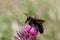 Violet carpenter bee Xylocopa violacea