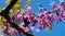 Violet carpenter bee Xylocopa violacea pollinate bloomed flowers of Eastern Redbud. Eastern Redbud Cercis canadensis