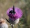 Violet carpenter Xylocopa violacea