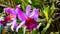 Violet Cattleya a beauty orchids.